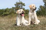 LABRADOR 071